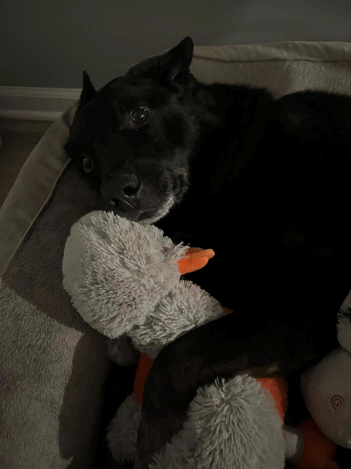 Custom Pet Portrait on Wood from Photo Textured Impasto Dog Painting 12x16, original customer photo of a black dog lying on a gray dog bed with a plush duck toy with an orange beak beside it