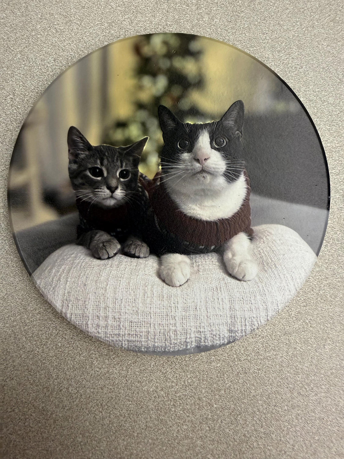 Custom Cat Photo Coaster: UV Printed Ceramic Tile (4x4) – Pet Memorial Keepsake, close-up of the round coaster with the two-cats photo, a gray tabby kitten and a black and white cat in a sweater sitting on a cushion, on a textured beige surface