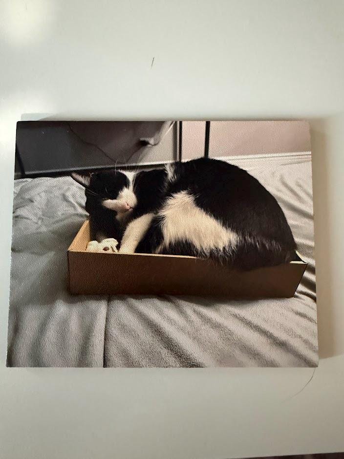 Custom Steam Machine Faceplate, Build your own Personalized Magnetic Cover Plate, Your Photo or Art UV Printed, Gamer Gift Valve Steam, sample printed faceplate panel showing a customer's photo of a black and white cat curled up in a cardboard box, photographed against a white wall